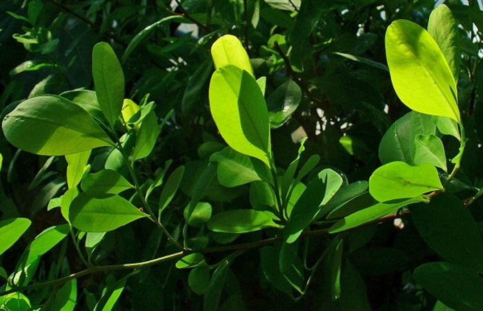 Koka – Erythroxylum coca